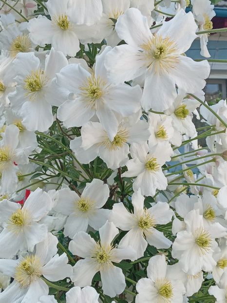  - Clematis Montana Prosperity 2022- 2023