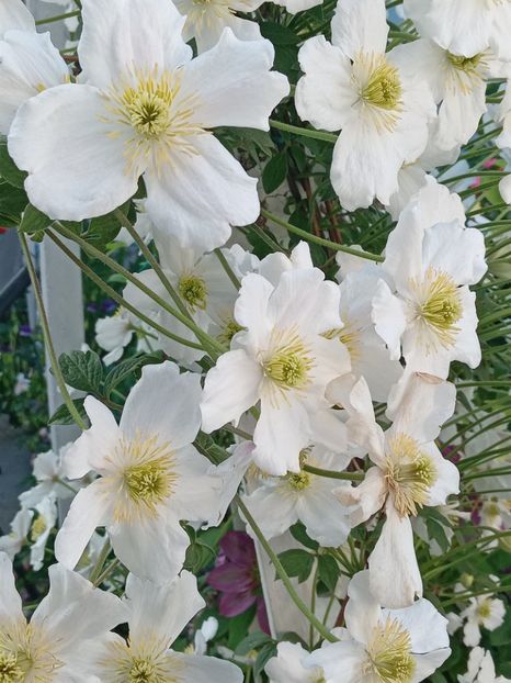  - Clematis Montana Prosperity 2022- 2023