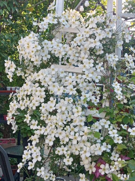  - Clematis Montana Prosperity 2022- 2023