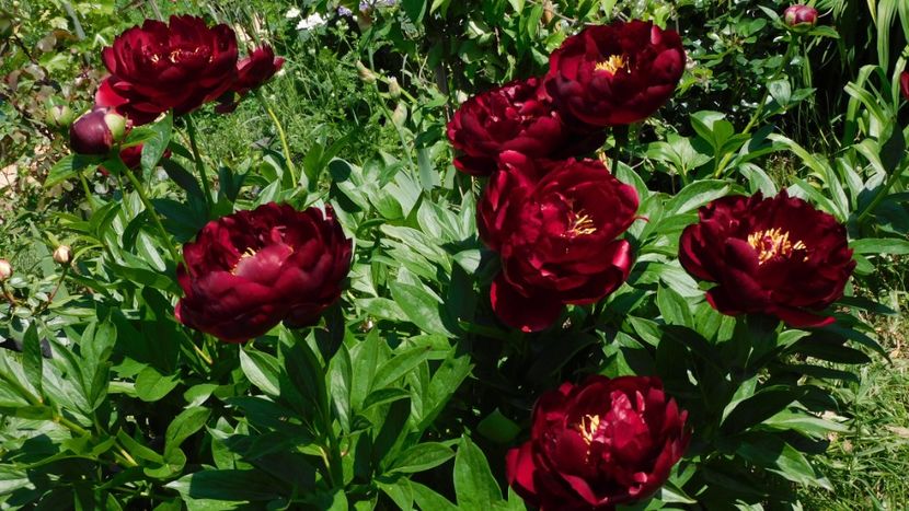 Buckeye belle - Bujori 2023