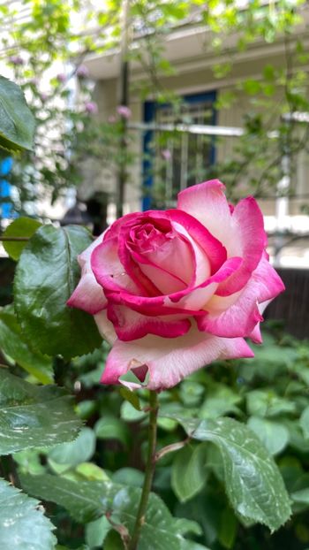 B1165B1E-4C48-434D-B1AE-35D94EA811D2 - Gaumo