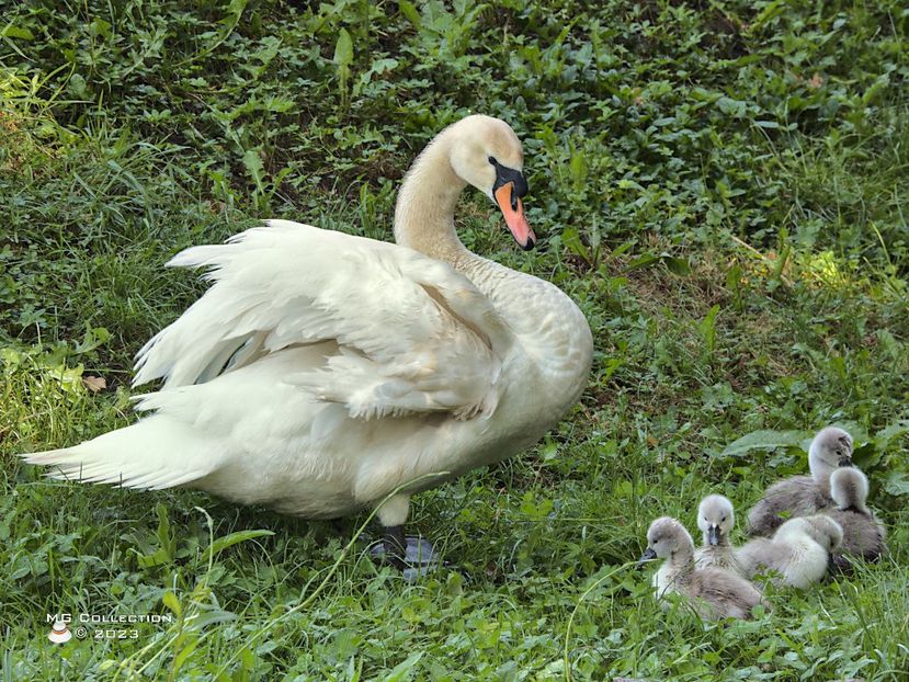 Baby Swans 1-7621 - PASARI - BIRDS