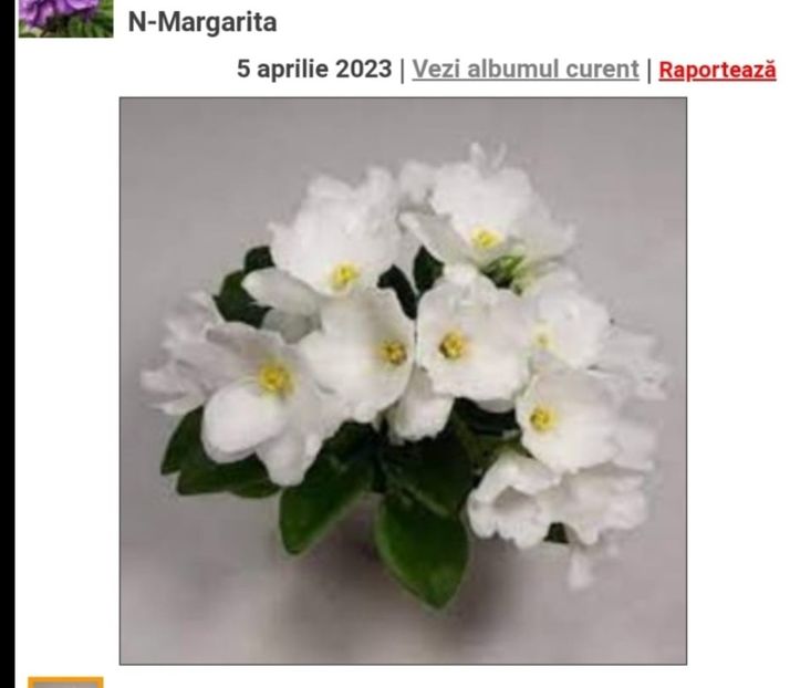 Screenshot_20230522_113908 - N-Margarita