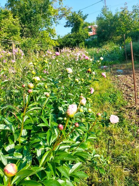 IMG20230523083419 - Album 2023 vol 1