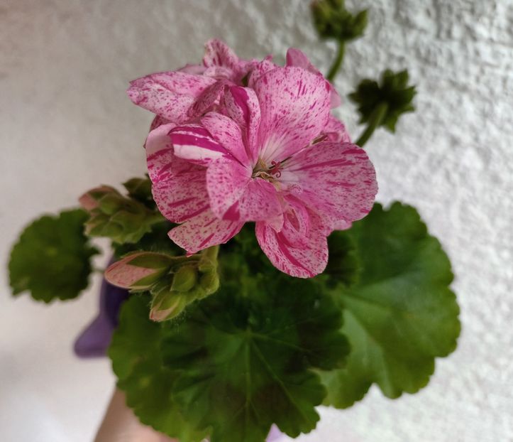 Chiar arunc cheia si nu mai ies! :)) - Muscate