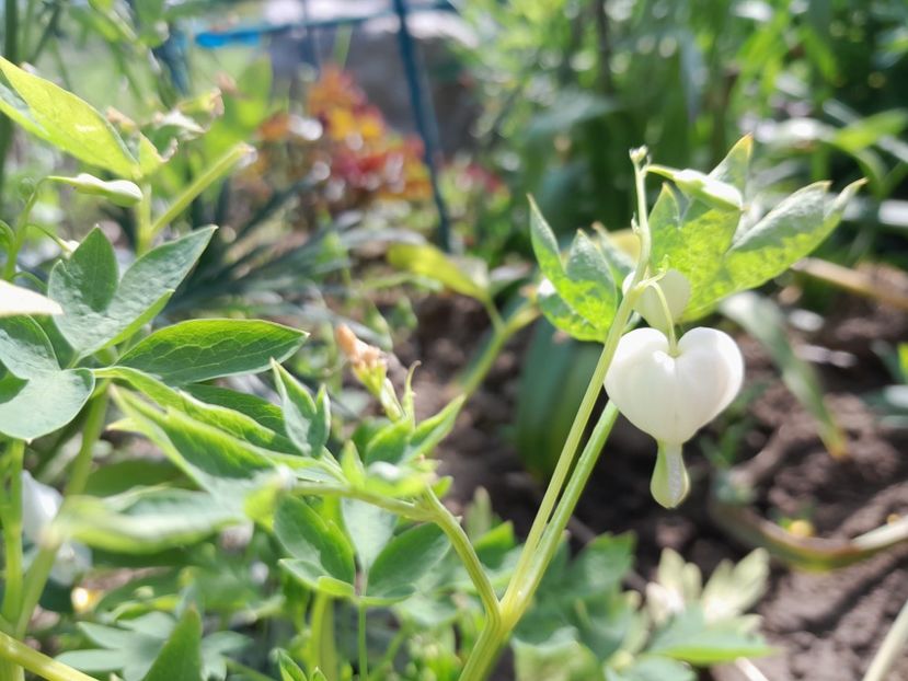  - 2023 floricele din grădină