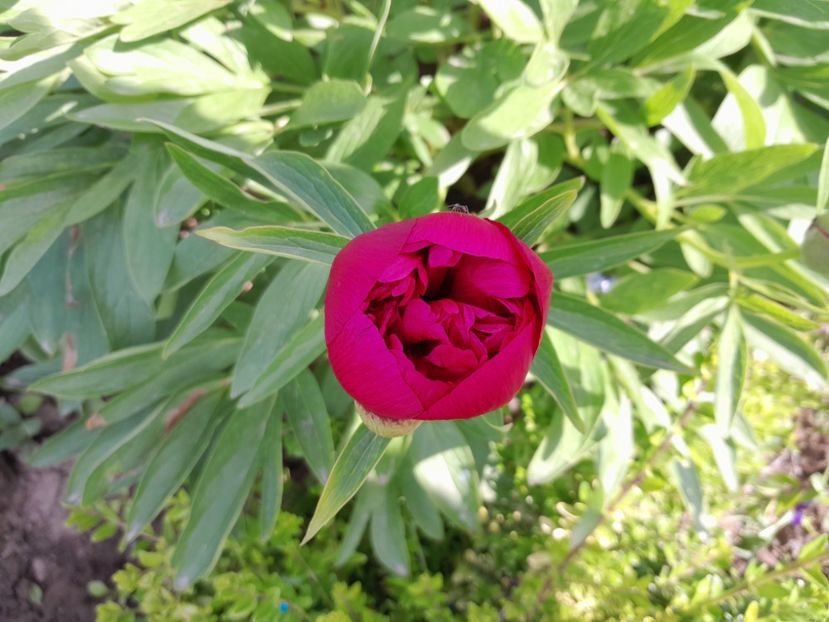  - 2023 floricele din grădină