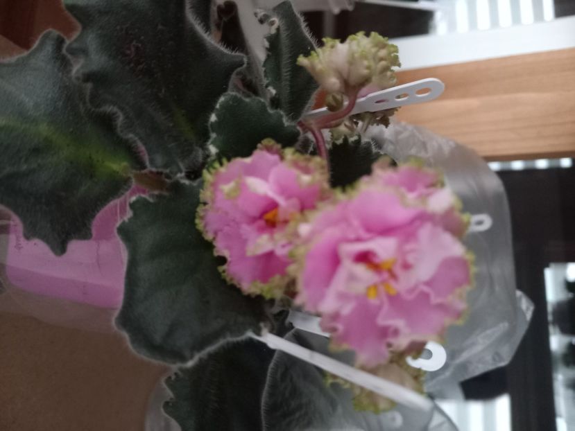  - Violete de colectie!