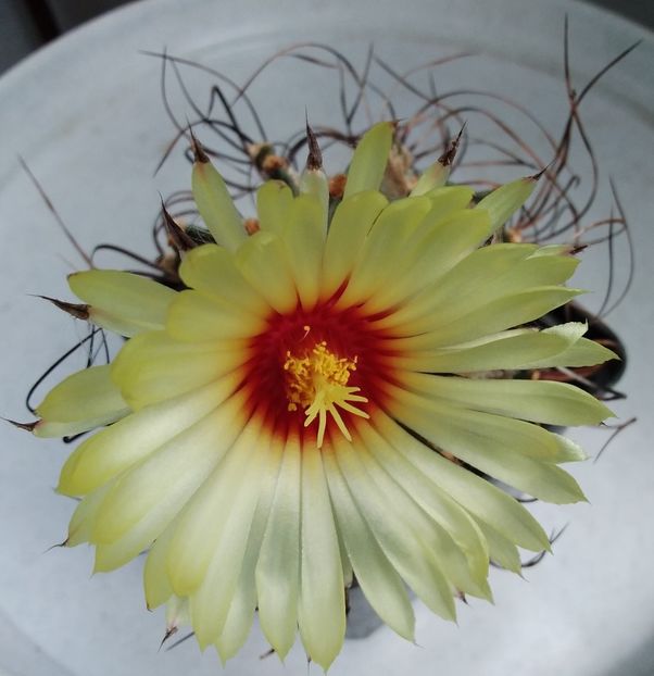 Astrophytum senile v. aureum - 2023