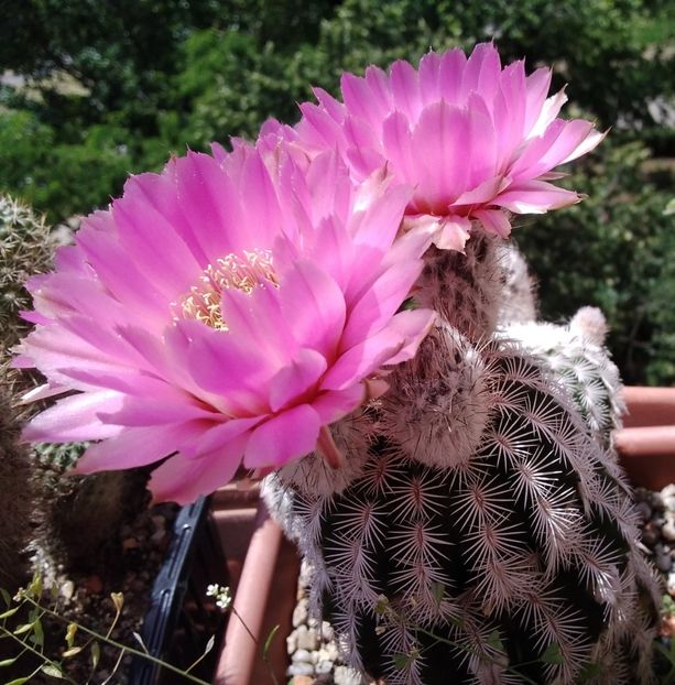 Echinocereus reichenbachii var. albispinus - 2023