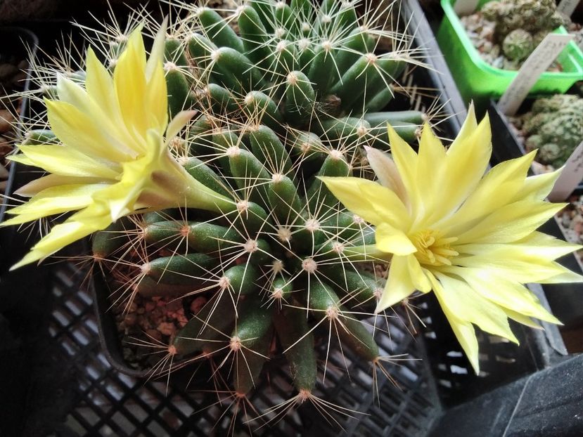 Mammillaria longimamma - 2023