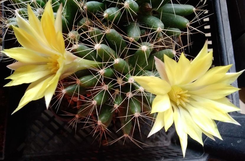 Mammillaria longimamma - 2023