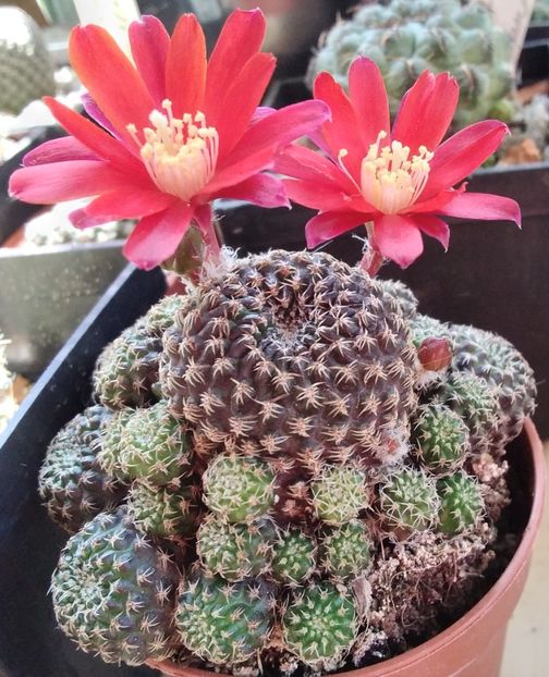 Rebutia densipectinata - 2023