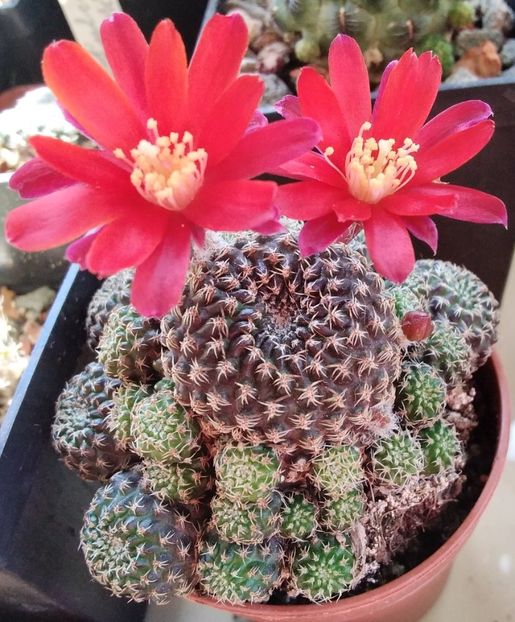 Rebutia densipectinata - 2023