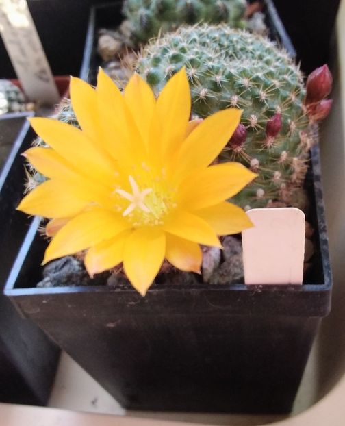 Rebutia marsoneri - 2023