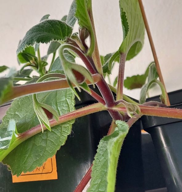  - SRG-s BRITTA DIETZE