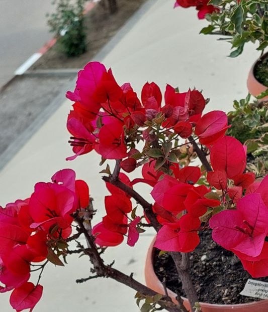  - Bougainvillea rosie-Don Mario