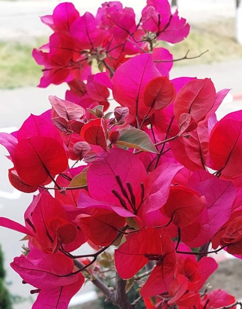  - Bougainvillea rosie-Don Mario