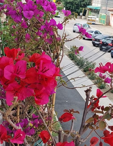  - Bougainvillea