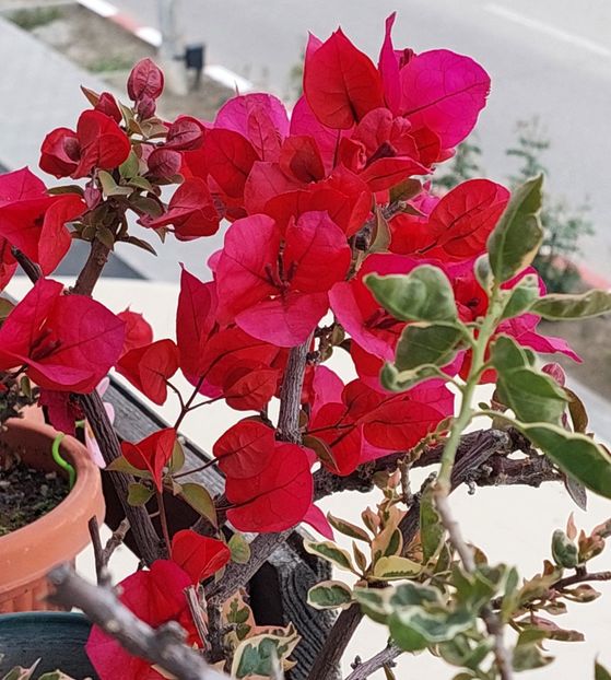  - Bougainvillea