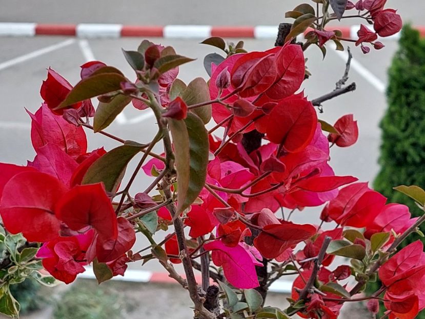  - Bougainvillea