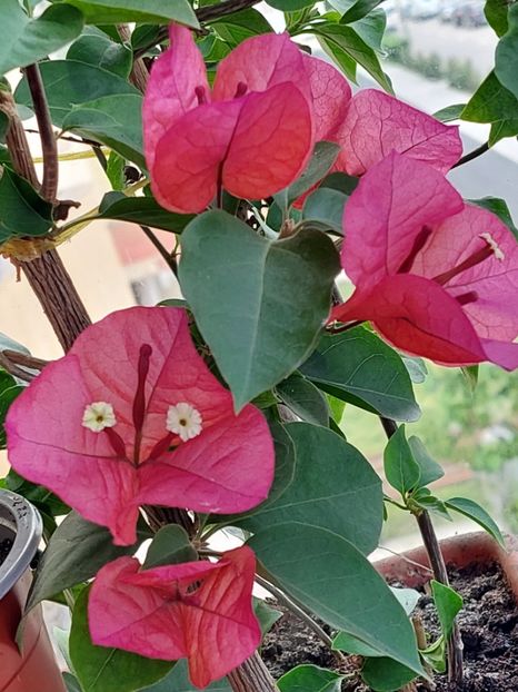  - Bougainvillea