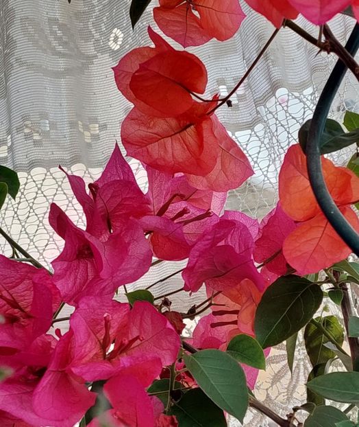  - Bougainvillea