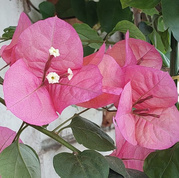  - Bougainvillea