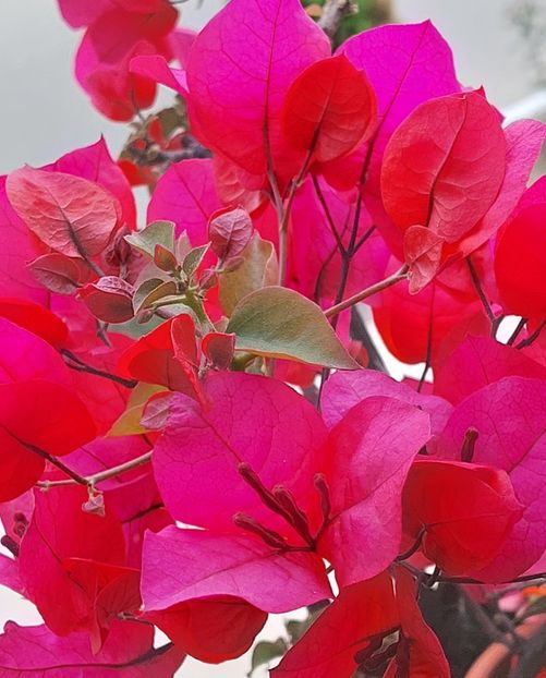  - Bougainvillea