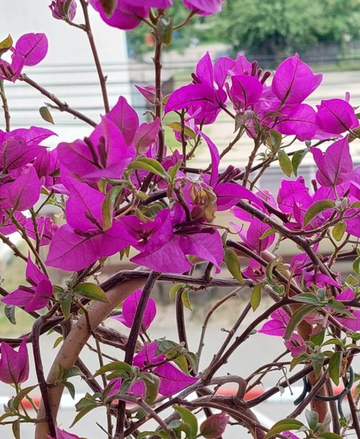  - Bougainvillea