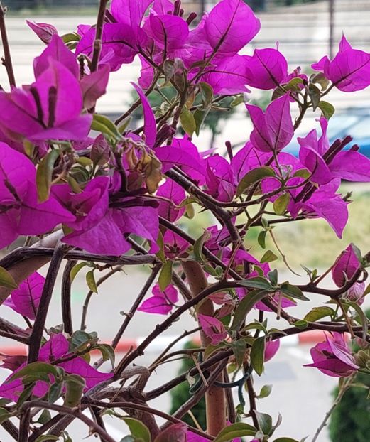  - Bougainvillea