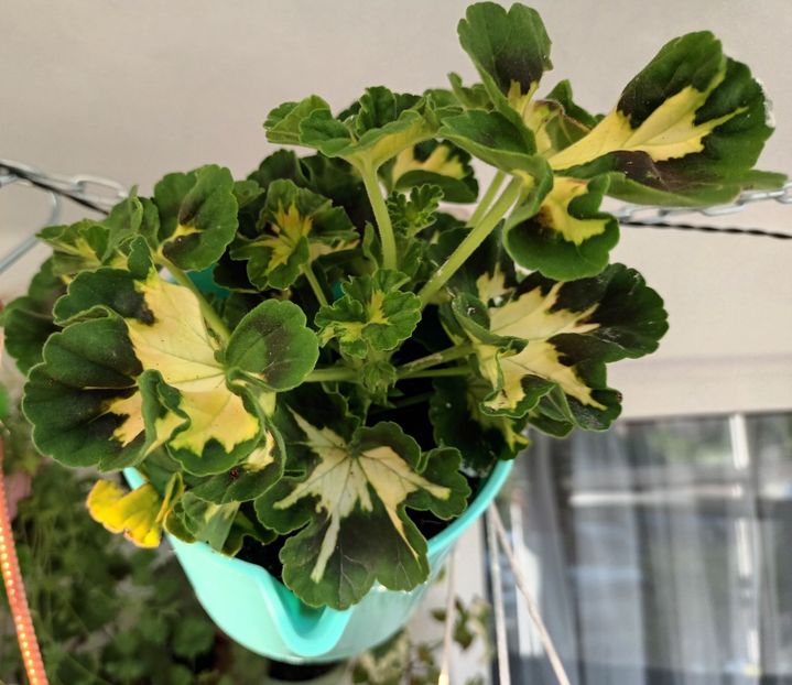 Acestea chiar sunt ultimele :)) - Muscate