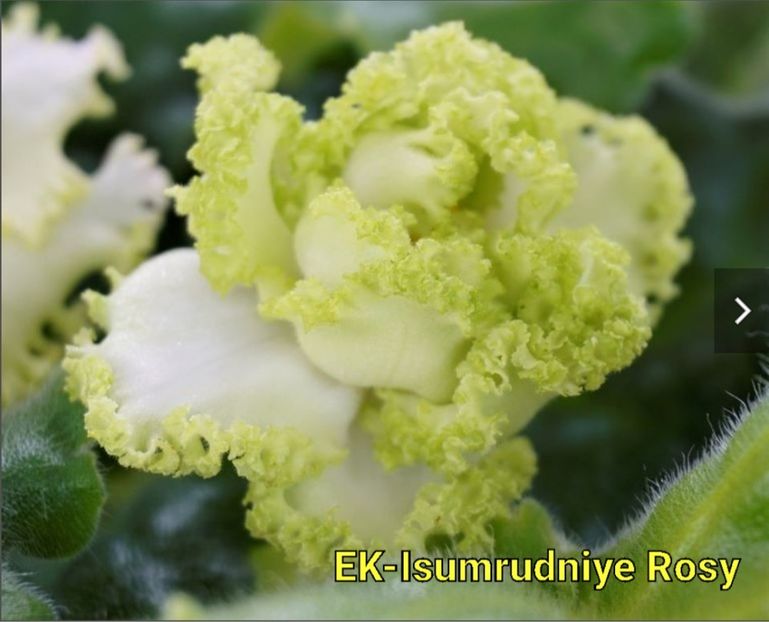  - EK-Isumrudniye Rosy