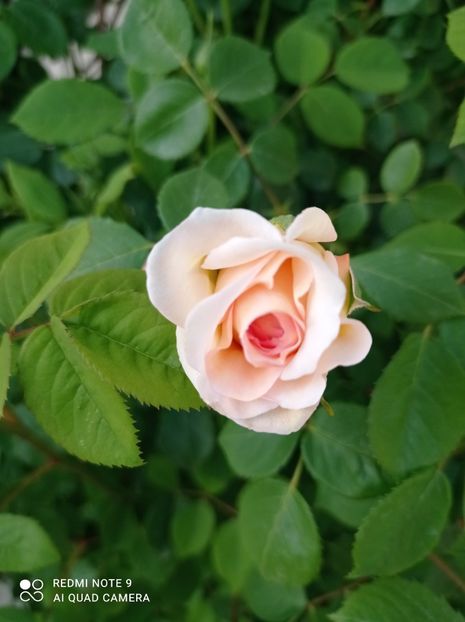 23 mai 2023 - Bathsheba