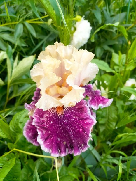 IMG20230523193213 - Mai 2023 vol 1