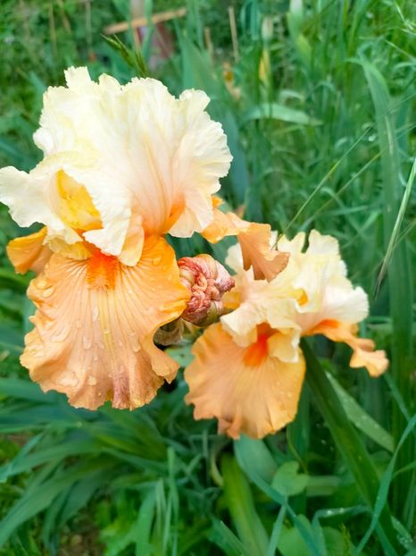 IMG20230523193124 - Mai 2023 vol 1