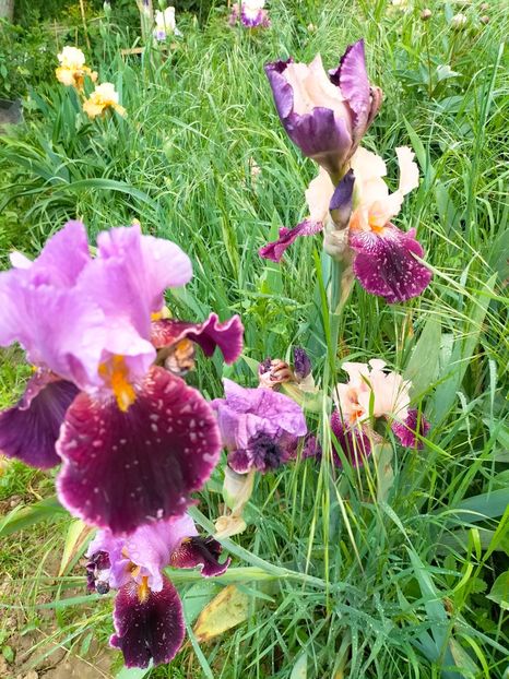 IMG20230523193105 - Mai 2023 vol 1