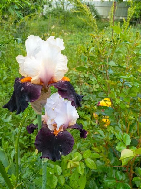 IMG20230523193037 - Mai 2023 vol 1