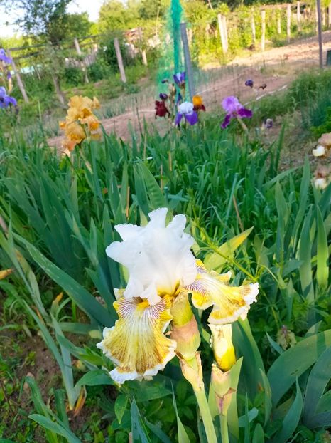 IMG20230523185754 - Mai 2023 vol 1