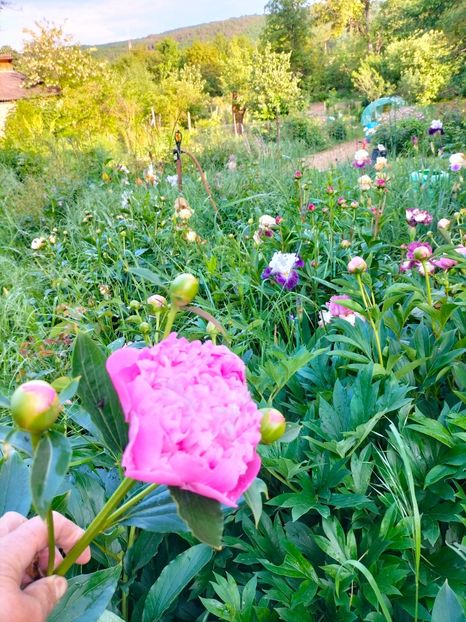 IMG20230523185257 - Mai 2023 vol 1