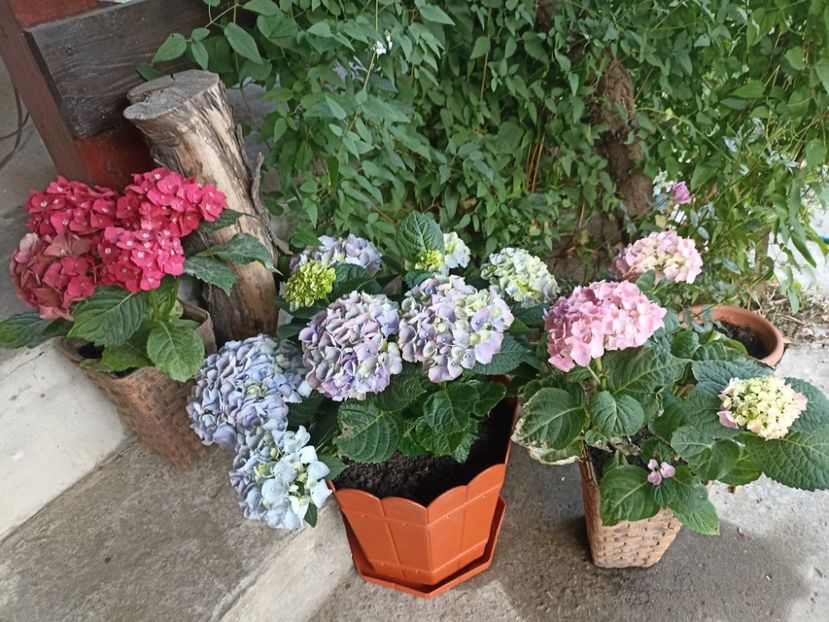 23.05 - gradina 2023