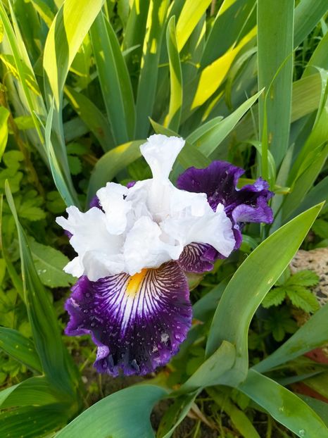 IMG20230523185809 - Mai 2023 vol 1