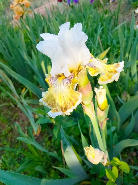 IMG20230523185751 - Mai 2023 vol 1