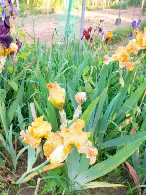 IMG20230523185737 - Mai 2023 vol 1