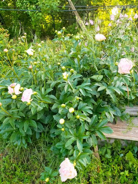 IMG20230523185514 - Mai 2023 vol 1