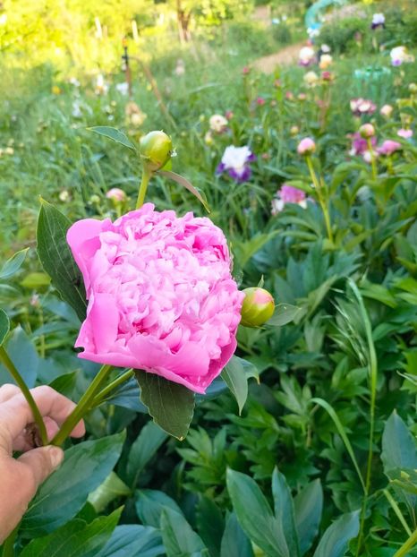 IMG20230523185253 - Mai 2023 vol 1