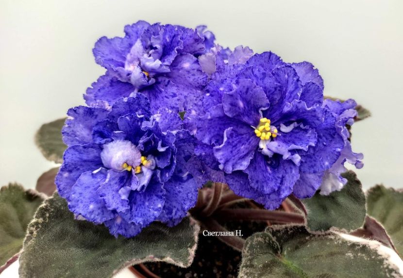 ПТ-Королевский Мотылек - DORINTE