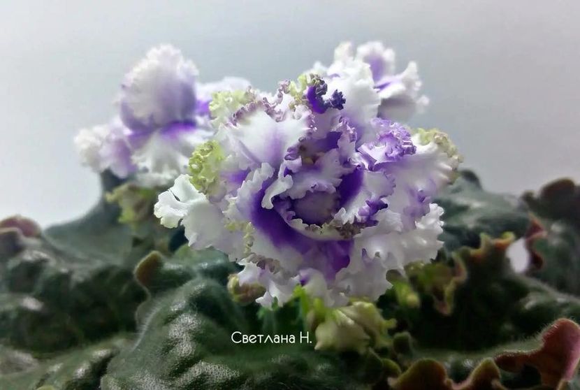 НК-Французский Бульвар - NK Francuzskij Bulvar