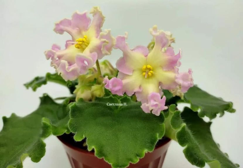 АВ-Золотая Текила - DORINTE