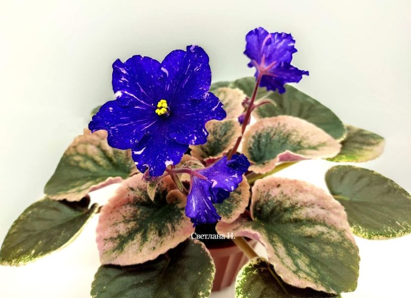 Hunter's Hog Wild - DORINTE